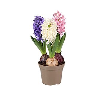 Hyacinthus-Zambila Trio 12 Cm