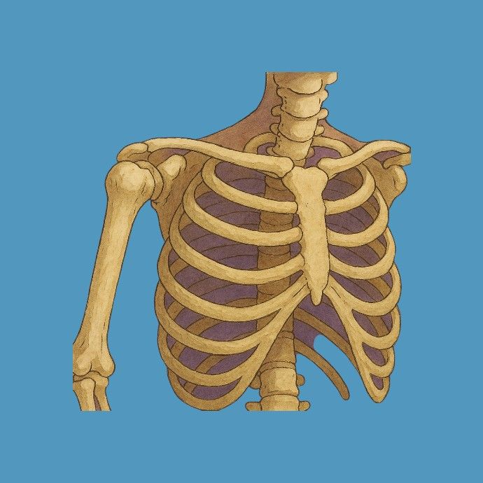 SISTEM OSOS SI ARTICULATII 💪🏻