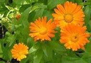 ČAJEVI I LEKOVITO BILJE