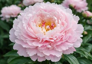 10 Peonie rose