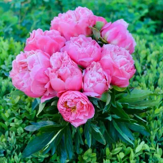 10 Peonie rosa