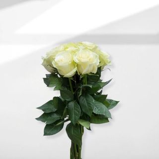 10 Rose bianche 70-80 cm