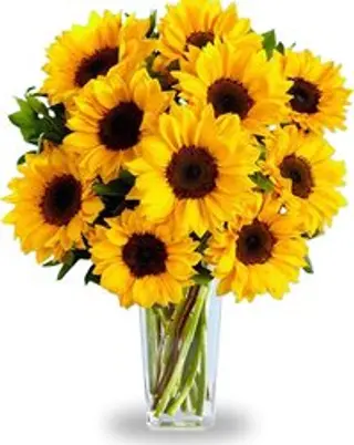 10 girasoli