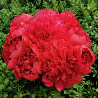 10 Peonie rosse