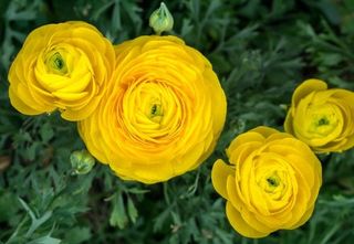 10 Ranuncoli giallo