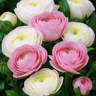 10 Ranuncoli rosa