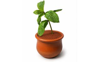 11. Terramisù in vaso