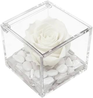 1 Rosa stabilizzata bianca