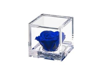 1 Rosa stabilizzata blu