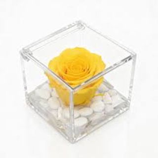 1 Rosa stabilizzata gialla