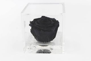 1 Rosa stabilizzata nera