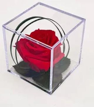 1 Rosa stabilizzata rossa