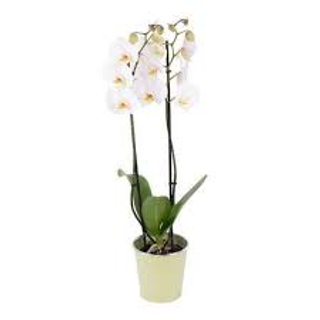 1 Orchidea bianca 2 rami
