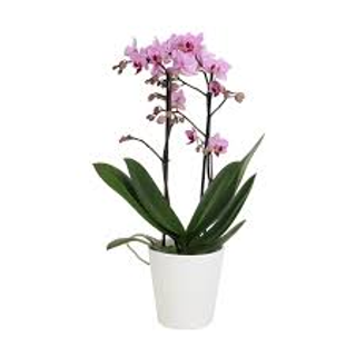 1 Orchidea rosa 2 rami