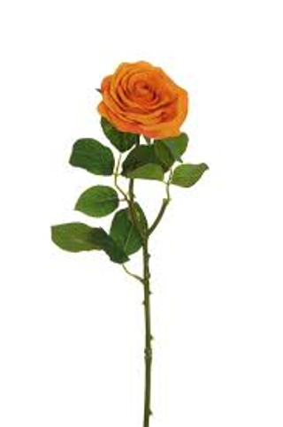 1 Rosa arancione