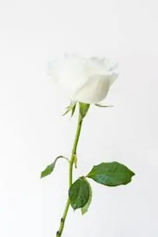 1 Rosa bianca