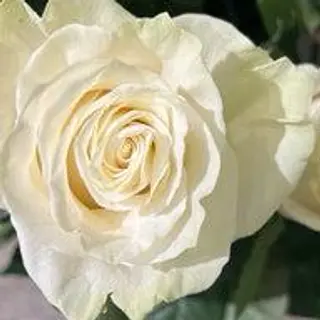 1 rosa bianca
