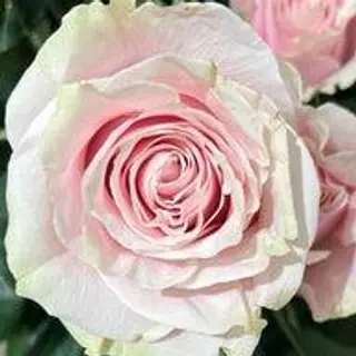 1 rosa rosa