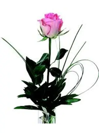 1 Rosa rosa