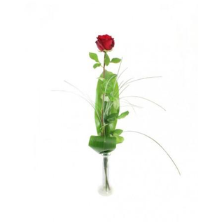 1 rosa rossa