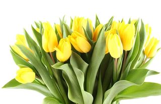 Tulipani gialli 10 pezzi