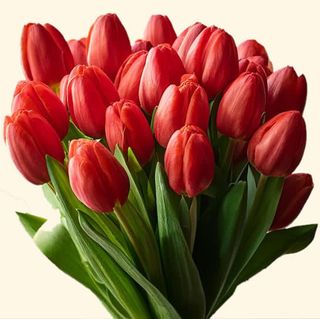 Tulipani rossi 20 pezzi