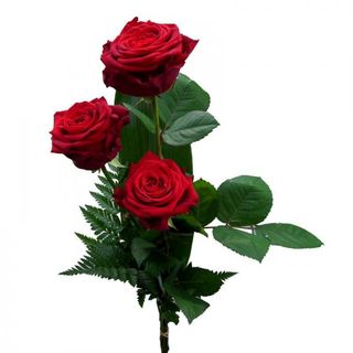 3 Rose rosse