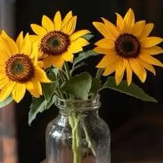 3 girasoli 