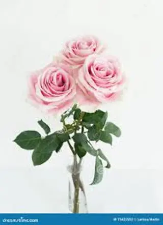 3 Rose rosa