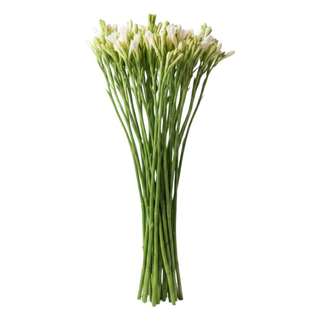 White Tuberose