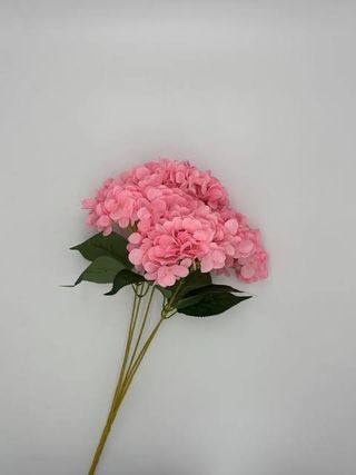 5 Ortensie rose