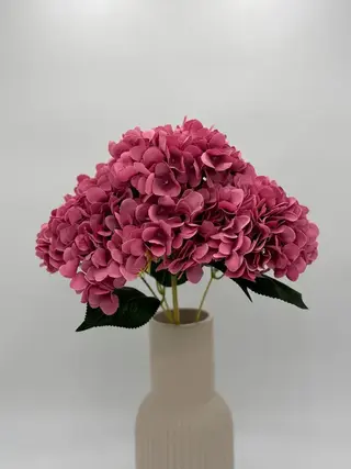 5 Ortensie rosa