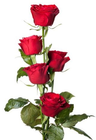 5 Rose rosse
