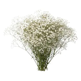 Baby's Breath Flowers