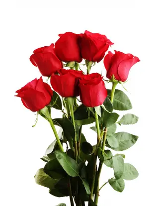 7 Rose rosse 80, 90 cm