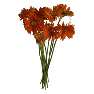 Cheerful Gerbera Daisies