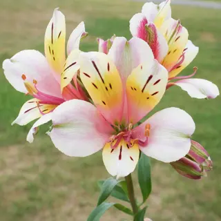 Alstromeria, un pezzo