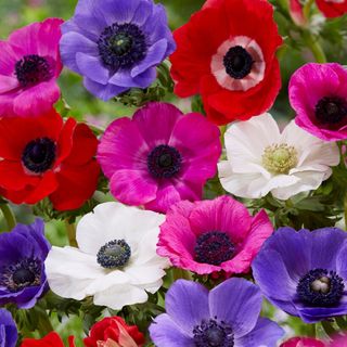 Anemone