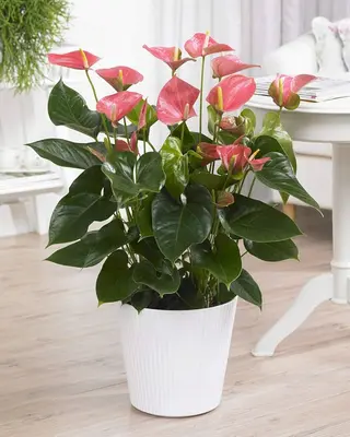 Anthurium colorato