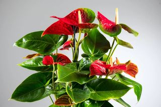 Anthurium colorato