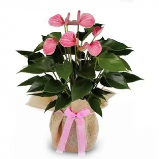 Anthurium rosa