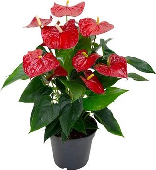Anthurium rosso 