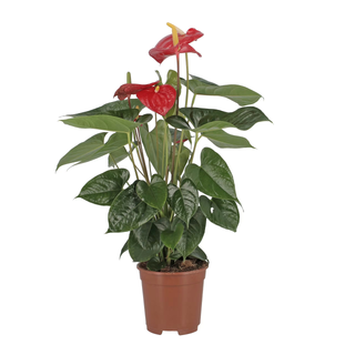 Anthurium vaso 17