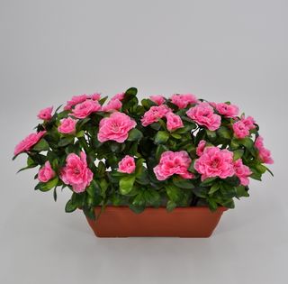 Azalea fucsia grande