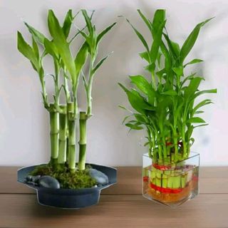 Bambu