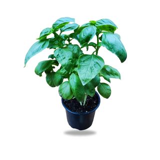 Basil Plant