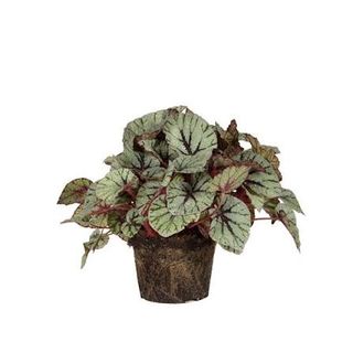 Begonia