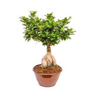 Bonsai gynseng