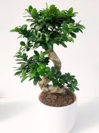 Bonsai grande