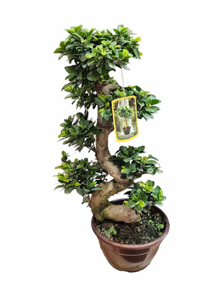 Bonsai grande